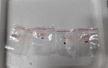 Hai người Trung Quốc bị tố mang 'vũ khí khủng bố nông nghiệp' vào Mỹ