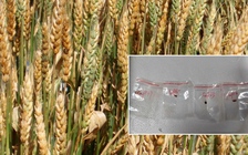 Nhà nghiên cứu Trung Quốc mang 'vũ khí khủng bố nông nghiệp' vào Mỹ?