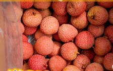 Vải thiều sang Nhật Bản là 'quà biếu sang trọng'