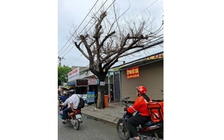 Cây chết khô lâu ngày chưa xử lý