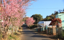 Tập đoàn Tân Hoàng Minh tiếp tục đầu tư khu đô thị thông minh ở Đà Lạt