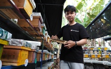 Nuôi ong chúa bán giống, nam sinh có thu nhập tự lo chi phí học hành