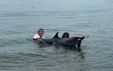 Cá heo nặng khoảng 200 kg bị thương, dạt vào cảng Tiên Sa