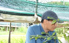 Lâm Đồng sẽ trở thành thủ phủ của sâm Việt Nam?