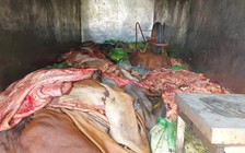 Phát hiện xe tải chở 1,1 tấn nội tạng động vật không rõ nguồn gốc