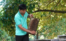 Chàng trai miền Tây nuôi ong, thu 2.000 lít mật/tháng