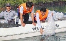 Khánh Hòa thả gần 430.000 con giống để tái tạo nguồn lợi biển