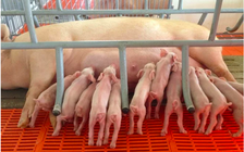 Giá heo hơi hôm nay 9.6.2025: Giảm nhiều nơi