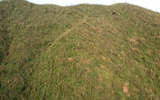 Giám đốc công ty lâm nghiệp bị bắt vì khai thác gỗ tự nhiên trái phép