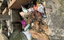 Heo chết vứt bừa bãi ở Gia Lai, gây ô nhiễm nghiêm trọng