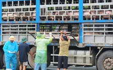 Công an chặn bắt xe tải chở đầy lợn nhiễm bệnh
