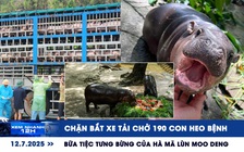 Xem nhanh 12h: Chặn bắt xe tải chở 190 con heo bệnh | Bữa tiệc tưng bừng của hà mã lùn Moo Deng