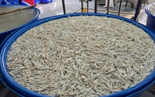 Gần 7 tấn chân gà ngâm tẩy trắng bằng ô xy già