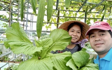 Mê trồng rau sạch từ thời ở trọ: Người đàn ông bội thu, tiết kiệm tiền chợ