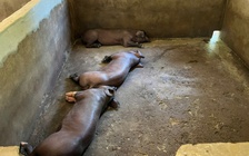 Lợn chết hàng loạt, người đứng đầu ngành nông nghiệp TP.Huế nói: 'Đang kiểm soát dịch bệnh'