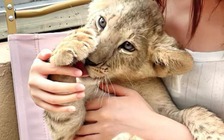 Cà phê ôm sư tử gây tranh cãi ở Trung Quốc
