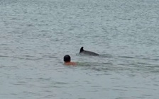 Quảng Trị: Người dân ra biển ngắm cá heo bơi vào gần bờ