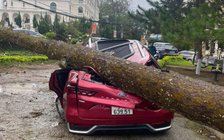 Cây xanh ngã đổ đè nhiều ô tô ở  P.Xuân Hương - Đà Lạt