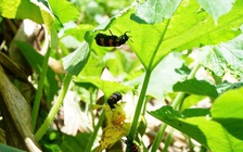 Tử vong sau khi ăn côn trùng của cây rau bí