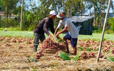 Lãnh đạo Cần Thơ 'bác' thông tin nhiều người dân trồng hành tím bị... mù