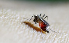 WHO cảnh báo nguy cơ lây lan vi rút chikungunya