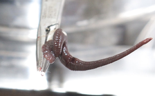 Con vắt sống 7 ngày trong mũi người đàn ông gây chảy máu kéo dài, khó thở