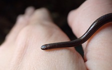 Tìm thấy loài rắn nhỏ nhất thế giới sau gần 20 năm 'biến mất'