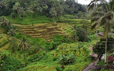 Giải mã bí ẩn trên ruộng bậc thang khiến du khách mê mẩn ở đảo Bali