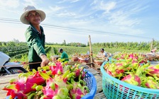 Sau chỉ đạo của Thủ tướng: 5 tấn thanh long được cấp phép tạm thời đi châu Âu