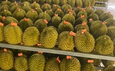 Xuất khẩu sầu riêng đông lạnh tăng 3 lần