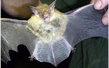 Dơi cắn gây chết người tại Úc