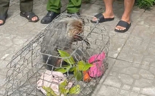 Khỉ mặt đỏ nhiều lần quậy phá, bị người dân bắt giữ giao nộp