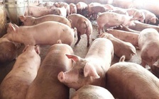 Tây Ninh: Phát hiện thêm 2 ổ dịch tả heo châu Phi, tiêu hủy hơn 300 con