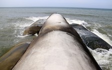 Những con 'quái vật' trên bãi biển Mũi Né