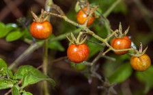 Một giống cà chua đang tiến hóa ngược, liệu có tái diễn ở người?