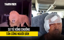 Sư tử sổng chuồng tấn công vợ chồng nông dân Thổ Nhĩ Kỳ