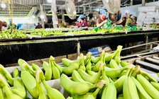 Chuối Việt Nam mở rộng ở thị trường Nhật Bản, sau khi đứng số 1 Trung Quốc
