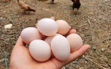 Xuất khẩu sang Campuchia bất ngờ tăng mạnh