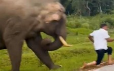 Khoảnh khắc du khách bị voi rượt đuổi và giẫm đạp kinh hoàng