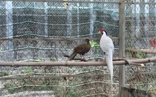 Gà lôi trắng từng lọt bẫy ảnh tại Khu bảo tồn thiên nhiên Phong Điền