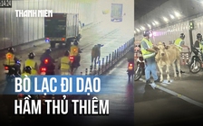 Bò 100 kg 'du ngoạn' hầm Thủ Thiêm, cả dòng xe phải nhường đường