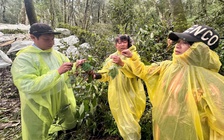 Gần 26.500 gốc sâm Ngọc Linh hư hại do mưa bão, thiệt hại 12 tỉ đồng