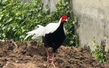 Giao nộp gà lôi trắng cho Chi cục Kiểm lâm TP.HCM