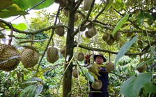 Sầu riêng có kịp tăng tốc đưa rau quả về đích?