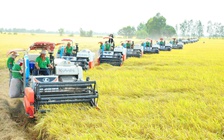 Hạt gạo vươn mình cùng đất nước