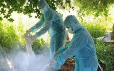 Dịch tả heo châu Phi hoành hành, Quảng Ngãi tiêu hủy hơn 70.000 con
