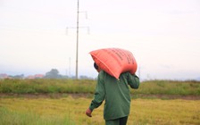 Trước bão số 5, nông dân Quảng Trị chạy đua gặt lúa non giảm thiệt hại