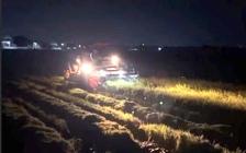 Người dân Quảng Trị xuyên đêm gặt lúa, 'chạy đua' với bão số 5