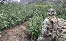 Phát hiện vườn cần sa giữa công viên quốc gia ở California