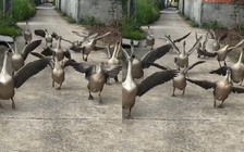 Đàn ngỗng thông minh ở Đồng Nai gây sốt mạng, nghe hiệu lệnh răm rắp